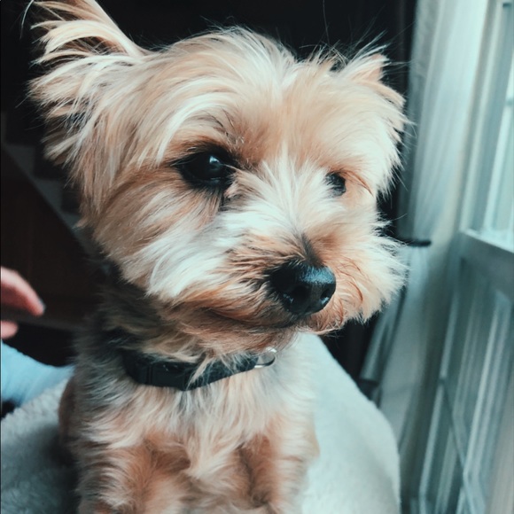 Profile Picture of Alli Magistro (@allimagistro) on Poshmark