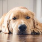 Profile Picture of Lewis (@autumn_the_golden) on Instagram