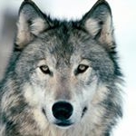 Profile Picture of Master Yoda (@samuel_heller735) on Instagram