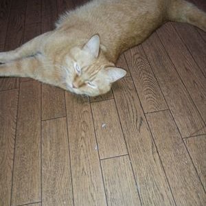 Profile Picture of Thant Zin Oo (@ThantZi41841613) on Twitter