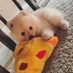 Profile Picture of Cute Animals 🐶 (@paw) on Instagram