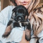 Profile Picture of Samantha Casey (@thegirlwiththefosterdogs) on Instagram