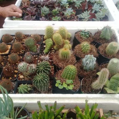 Profile Picture of Ericka Saucedo Becerra (@erickasaucedob1) on Twitter