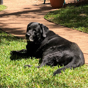 Dylan Grubb - Youtube Profile Picture of Dylan Grubb (@dylangrubb35) on Youtube