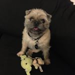 Profile Picture of Chris (@chris.stuart.hutchison) on Instagram