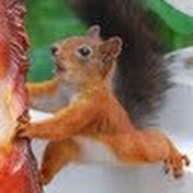 Profile Picture of Adam Friedberg (@AdamFriedberg) on Youtube