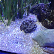 Profile Picture of David Kral (@davidovyrubikovky2831) on Youtube