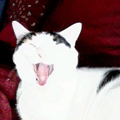 Profile Picture of Misty Hall-Jonas (@MistyMeowJonas) on Twitter