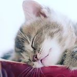 Profile Picture of 愛瑠 (@ichigoairu) on Instagram