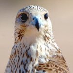 Profile Picture of Hamad Almansoori (@hamad_almansoori_ad) on Instagram