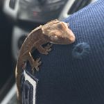 Profile Picture of Buddy Jordan Dotter (@buddylikesmangos) on Instagram