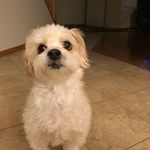 Profile Picture of Brian Trieu (@briantrieu) on Instagram