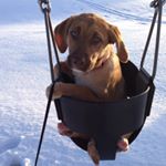 Profile Picture of Lilly Keller (@lilly_the_lab_mix) on Instagram