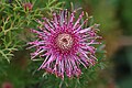 Profile Picture of Isopogon formosuson Wikipedia