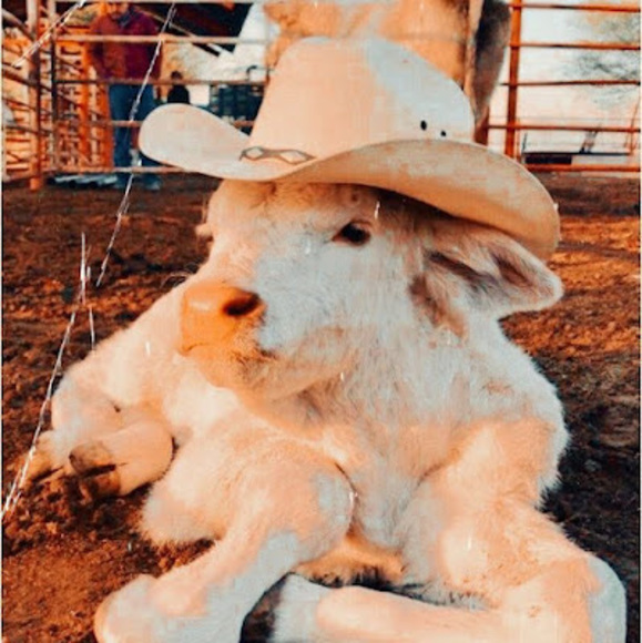 Profile Picture of Braelyn Birdsill (@braelynbirdsill) on Poshmark