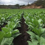 Alexander Valiente - Instagram Profile Picture of Alexander Valiente (@valiente_alexander) on Instagram