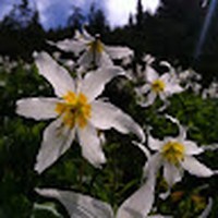 Profile Picture of Sunshine Campbell (@sunshine-campbell-5) on Quora