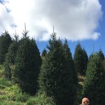Profile Picture of Watson's Christmas Trees (@watsonstrees) on Instagram