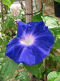 Profile Picture of Ipomoea nilon Wikipedia