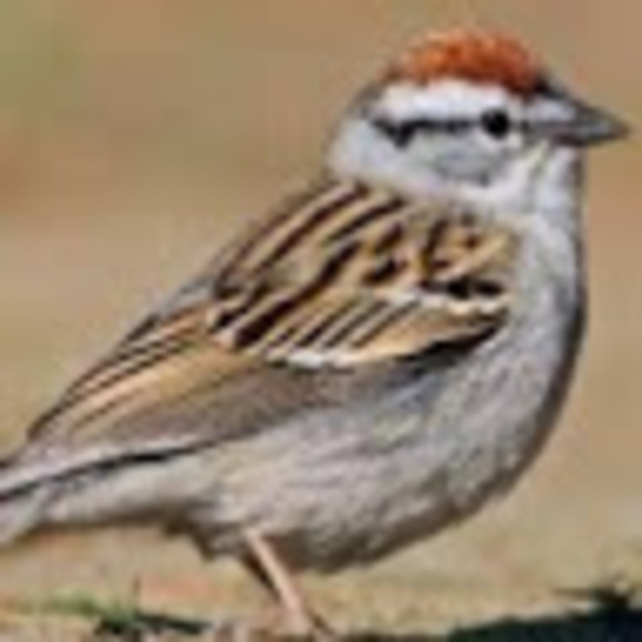 Profile Picture of Bryce Stencel (@nuggetweine) on Poshmark