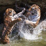 Profile Picture of Guptill (@guptillkeer803) on Instagram