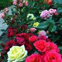 Profile Picture of Rosemarie Thomas-peart (@rosemarie-thomas-peart) on Quora