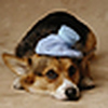 Profile Picture of FLORA IP (@fa_ip) on Flickr