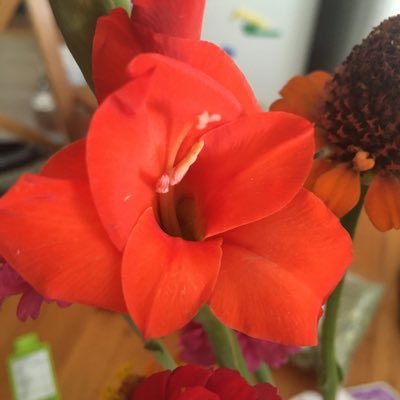 Profile Picture of Amanda Finn (@_amandafinn_) on Twitter