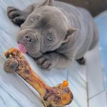 Profile Picture of Baby Lord O Caichorro Safadinh (@babylord51) on Instagram