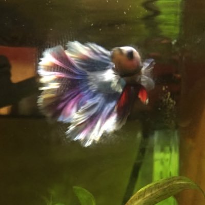 Profile Picture of Fishies (@Jaredlinton3) on Twitter