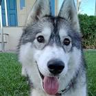 Pla Sa (@lupahusky) TikTok... - Tiktok Profile Picture of   Pla Sa (@lupahusky) TikTok... (@lupahusky) on Tiktok