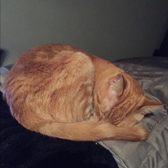 Profile Picture of Joshalynn Chamberlain (@joshalynnmarie) on Poshmark