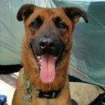 Profile Picture of Alexander Lamont (@agathasluckypaws) on Instagram