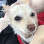 Profile Picture of Alice (@pompap_alice) on Instagram