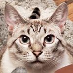 Profile Picture of Ivy Henderson (@carla.nugent.921) on Instagram