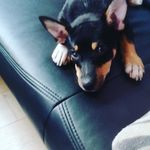 Profile Picture of Benjamin Liesegang (@83junge) on Instagram