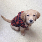 Profile Picture of Alec Torres (@AlecTorres) on Youtube