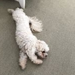 Profile Picture of Tater Grady Brockenbrough (@tater_tottttttttt) on Instagram