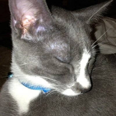 Profile Picture of Chris Greenwell (@Gun__Guy) on Twitter