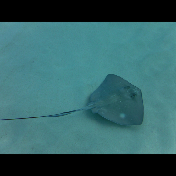 Profile Picture of Sharon Creaghan (@screaghan) on Poshmark