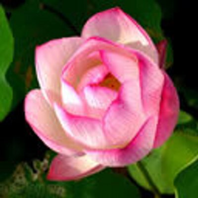 Profile Picture of Anthony Borrelli (@AnthonyBorrell4) on Twitter