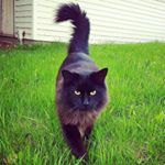 Profile Picture of Jaguar (@jagtheweegie) on Instagram