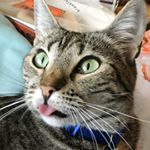 Profile Picture of Pepper Mullane (@pepper_sprinkles_her_joy) on Instagram