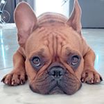 Profile Picture of Thor 🐶 (@thorlabres) on Instagram