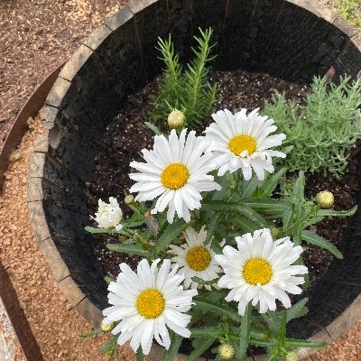 Profile Picture of Olivia Reyna (@OliviaReyna17) on Twitter