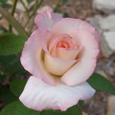 Lori Winch - Twitter Profile Picture of Lori Winch (@WinchLori) on Twitter