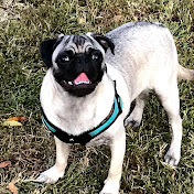 Shawn Tilton - Youtube Profile Picture of Shawn Tilton (@shawndigs1633) on Youtube