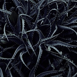 Profile Picture of Kate Alice (@kate_vedder) on Flickr