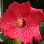 Thomas Langdon - Instagram Profile Picture of Thomas Langdon (@langdon_farm) on Instagram