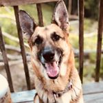 Profile Picture of Hazel.The.German.Shepard (@hazel.the.german.shepard) on Instagram